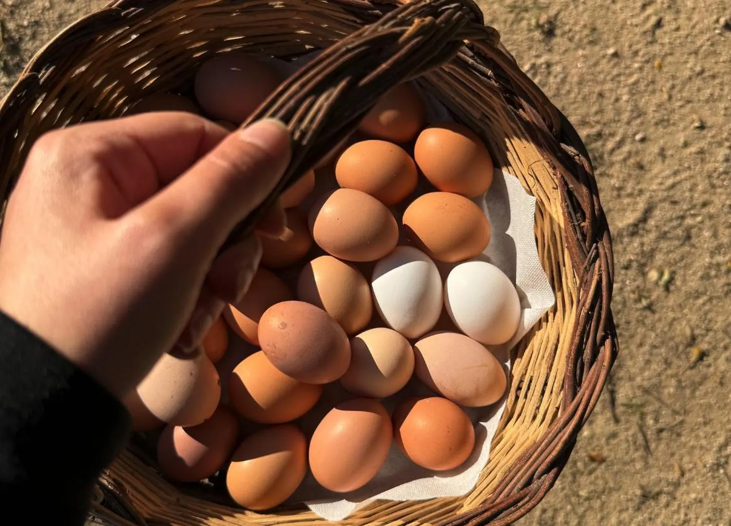 Agriturismo Il Muto Di Gallura Aggius Farm stay