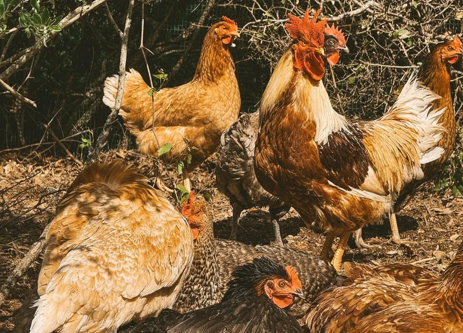 Agriturismo Il Muto Di Gallura Aggius Farm stay
