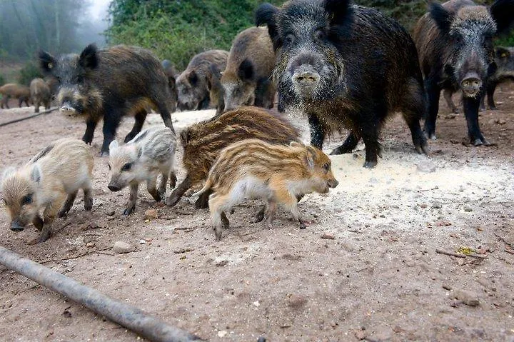 Agriturismo Il Muto Di Gallura Aggius 0*,  Italy