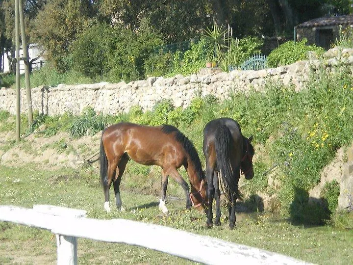Farm stay Agriturismo Il Muto Di Gallura Aggius