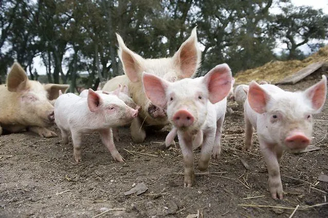 Farm stay Agriturismo Il Muto Di Gallura Aggius Italy