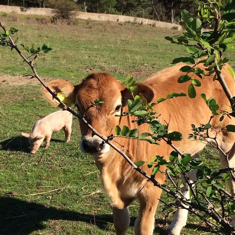 Agriturismo Il Muto Di Gallura Aggius Farm stay